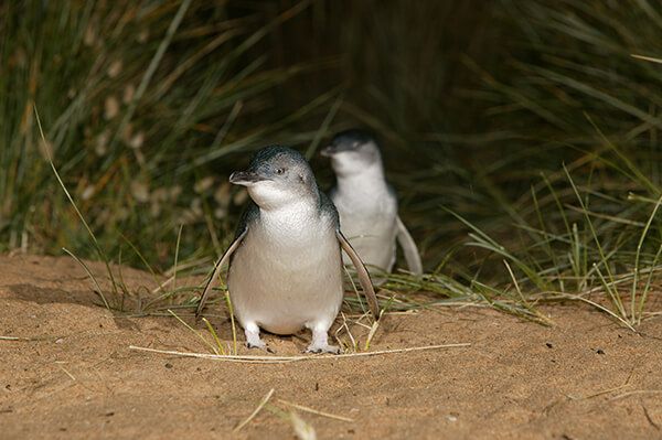 Pinguinos de Philip Island